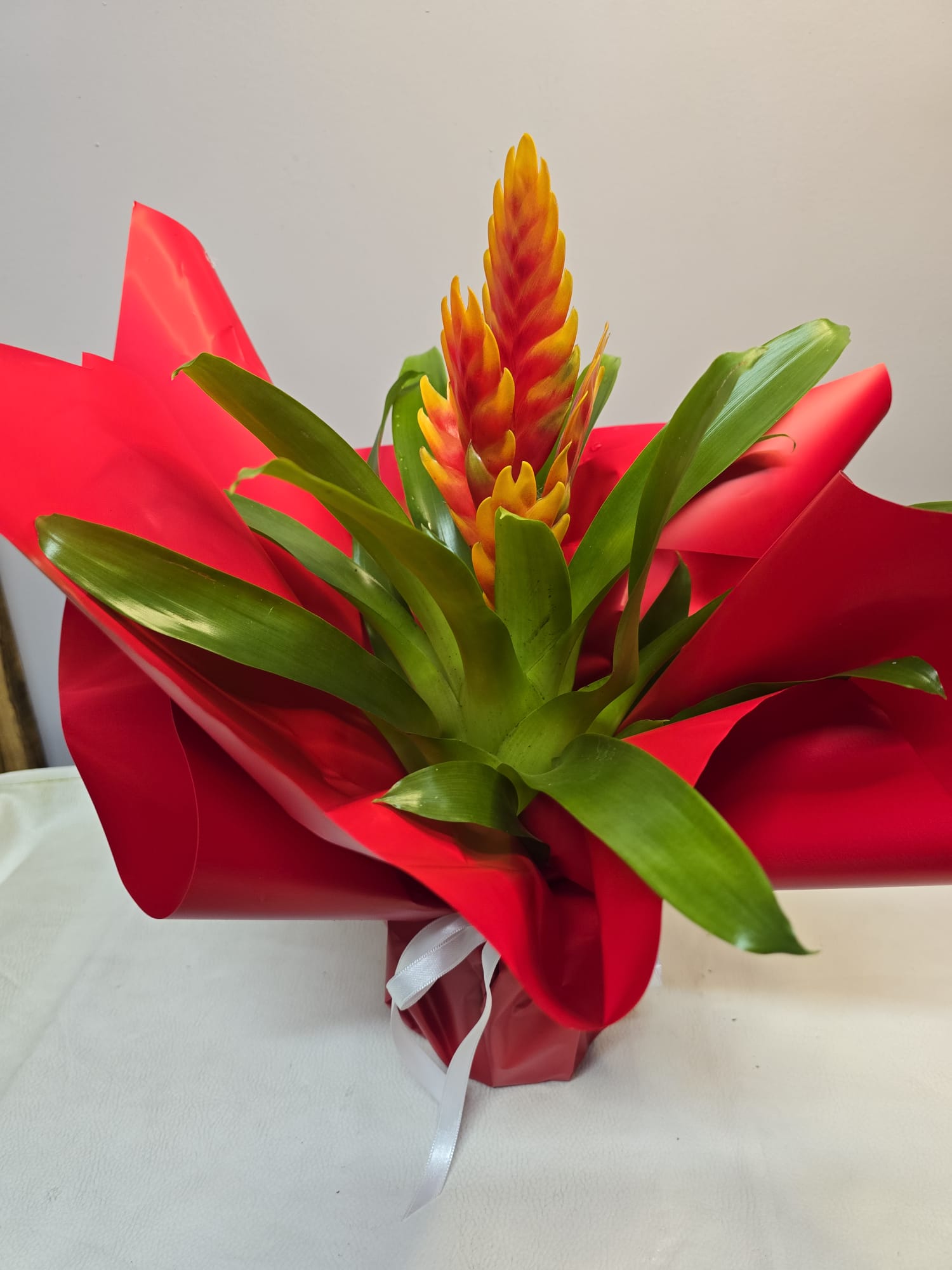 saksıda alev kılıcı çiçeği (vriesea carinata )