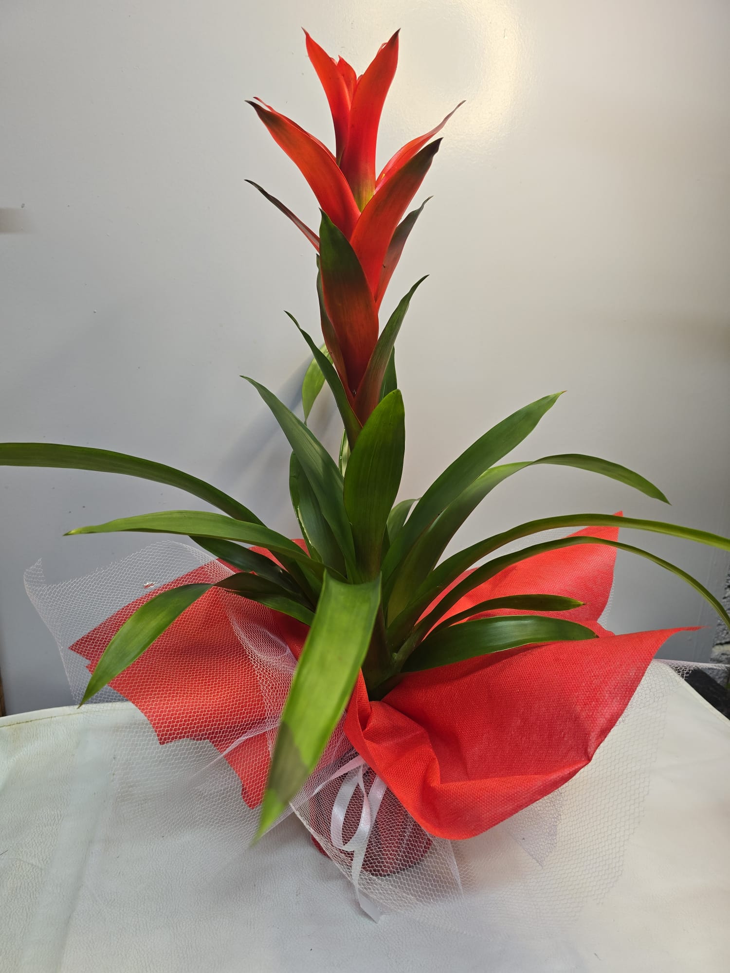 GUZMANİA SAKSI ÇİÇEK